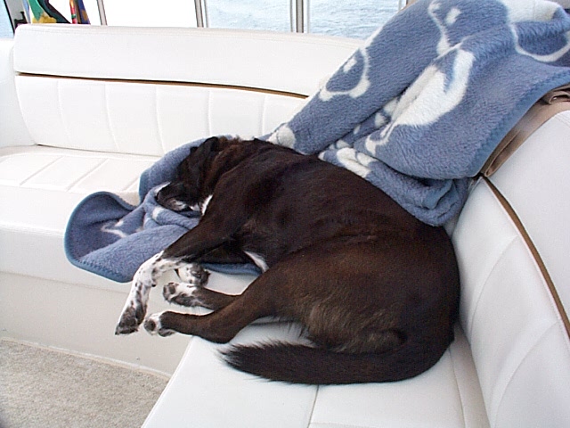 "No, it is NOT a cat nap!"